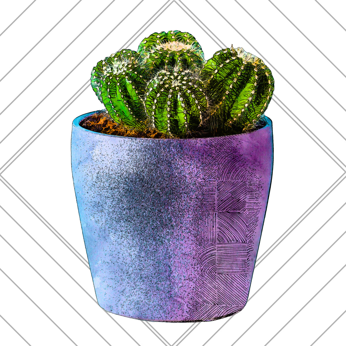 Succulent Plants Frugal Fitz Designs