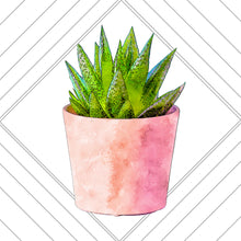 Load image into Gallery viewer, Succulent Plants
