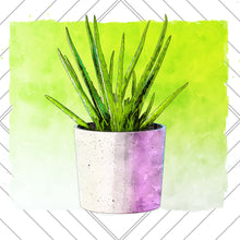Load image into Gallery viewer, Succulent Plants
